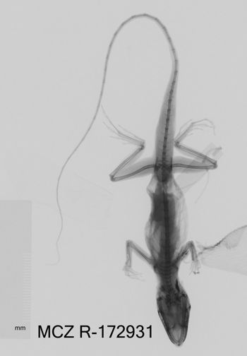 Media type: image;   Herpetology R-172931 Aspect: dorsoventral x-ray